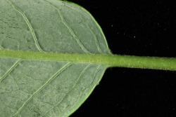 Salix myricoides. Prominent veining at leaf base.
 Image: D. Glenny © Landcare Research 2020 CC BY 4.0